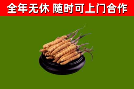 永新烟酒回收冬虫夏草.jpg